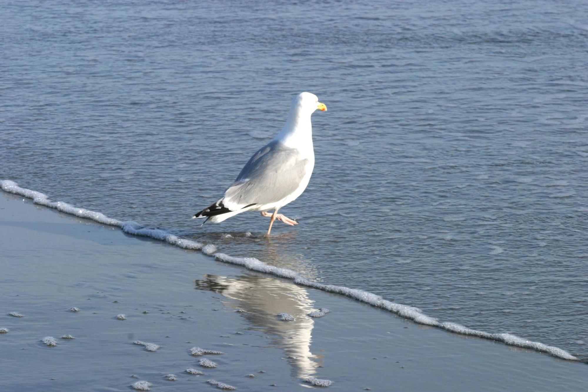 Hotel Villa Weststrand Borkum Bagian luar foto